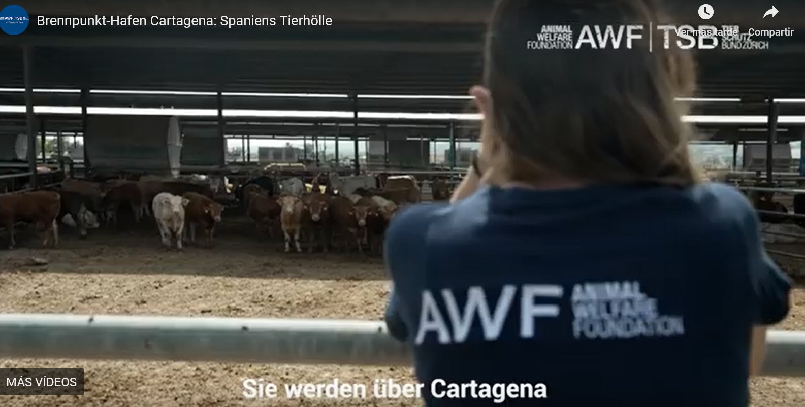 Cattle Transport in Cartagena, Challenges and Solutions