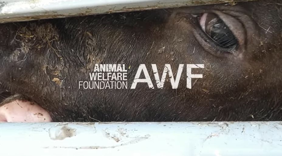 Cow transport by road